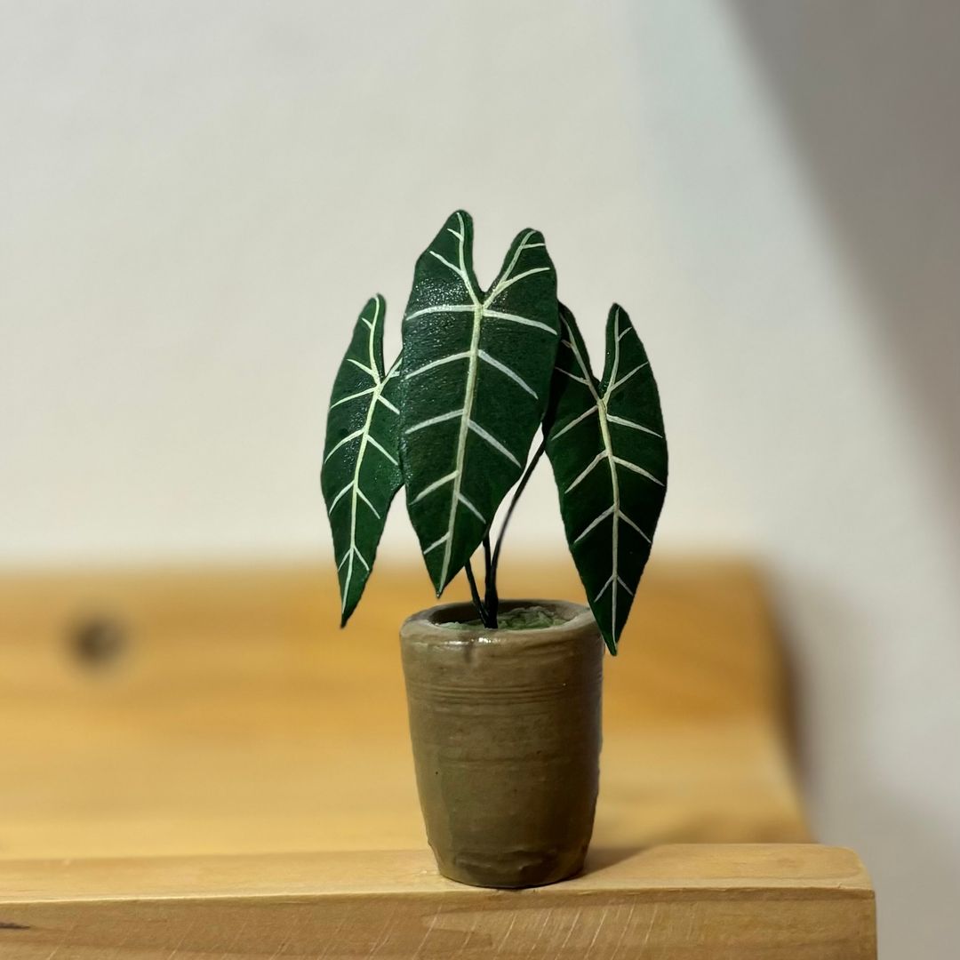 Alocasia Frydek