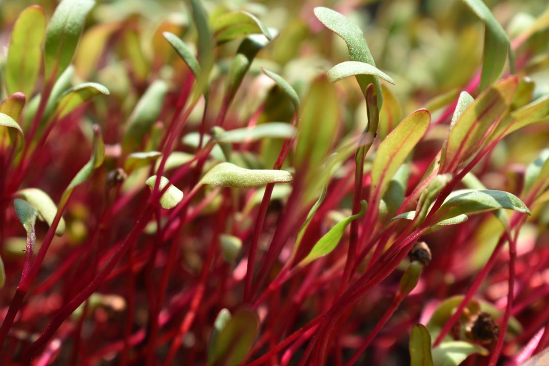 MICROGREENS DE BETABEL