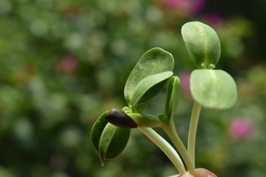 MICROGREENS DE GIRASOL