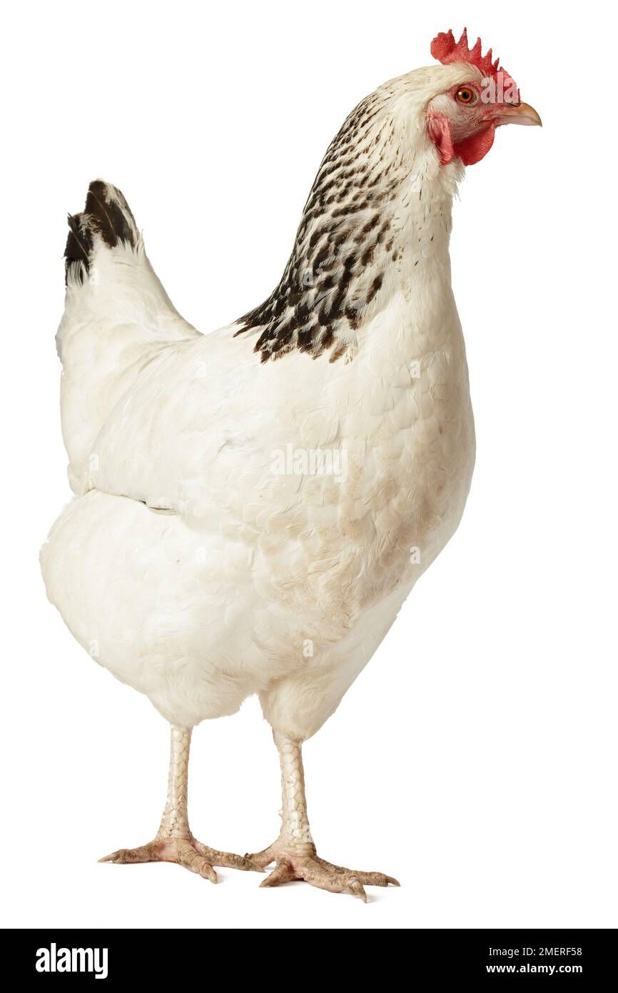 Poulet de chair 