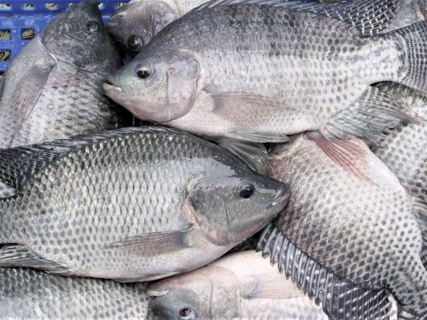 Tilapia 