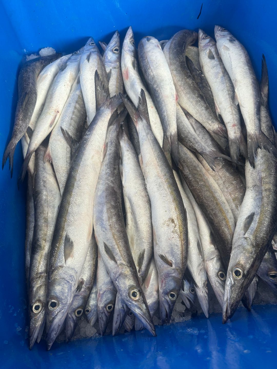 Fishland Trinidad Ltd