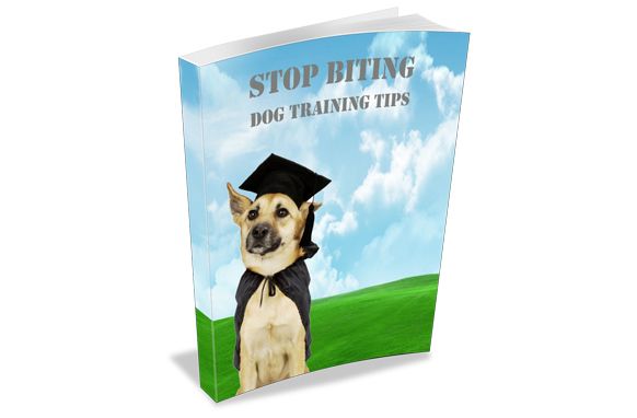 90 Dog Training Tips