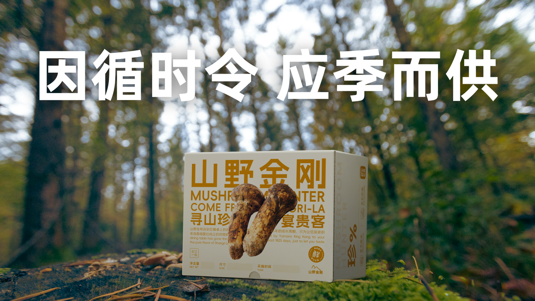 山野金刚 香格里拉 新鲜松茸 7-9cm | Mushroom Hunter Shangri-La Fresh Matsutake Mushroom 7-9cm