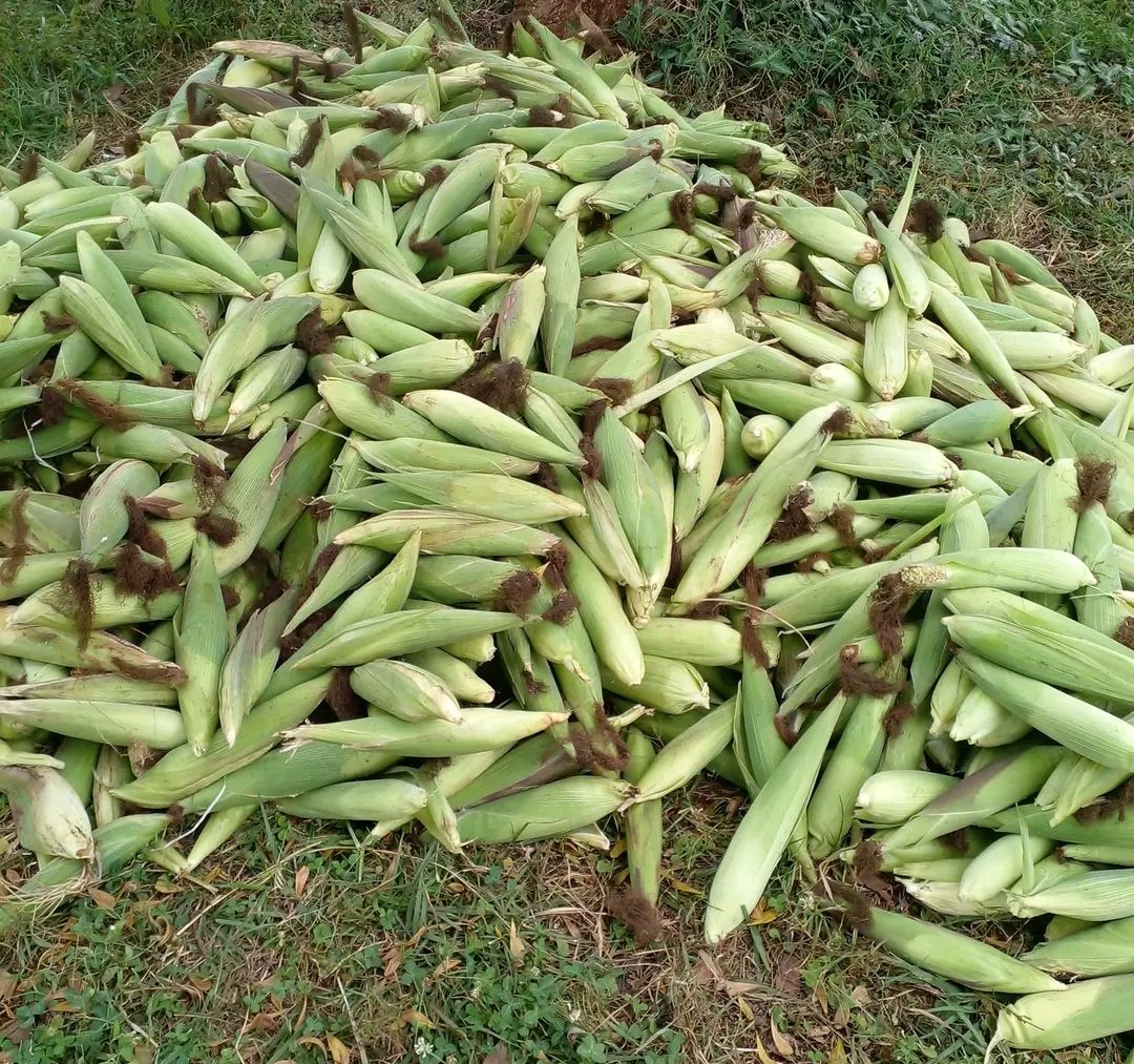 Green Maize 