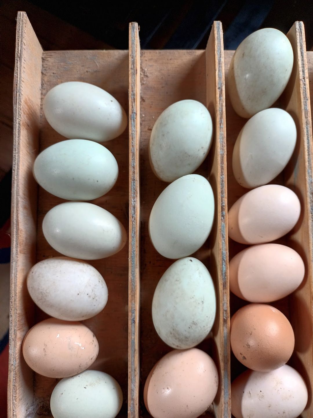 Home-grown eggs