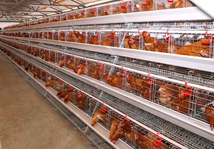 A type layers chicken cages(128 birds)