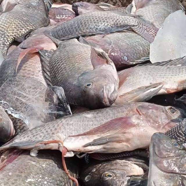 KARIBA FRESH BIG BREAMS