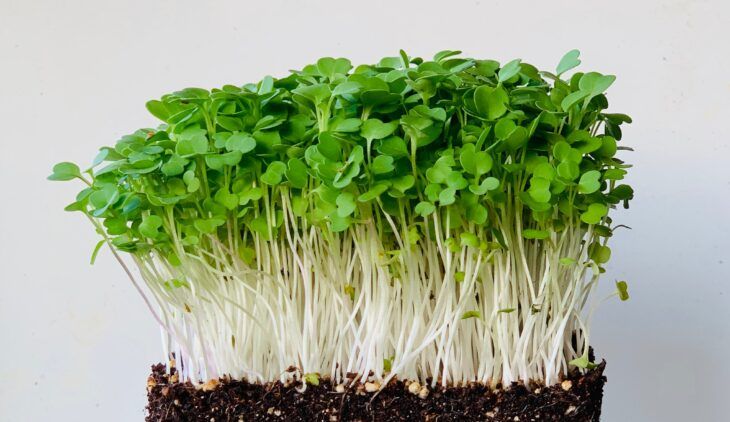 Arugula MicroGreens