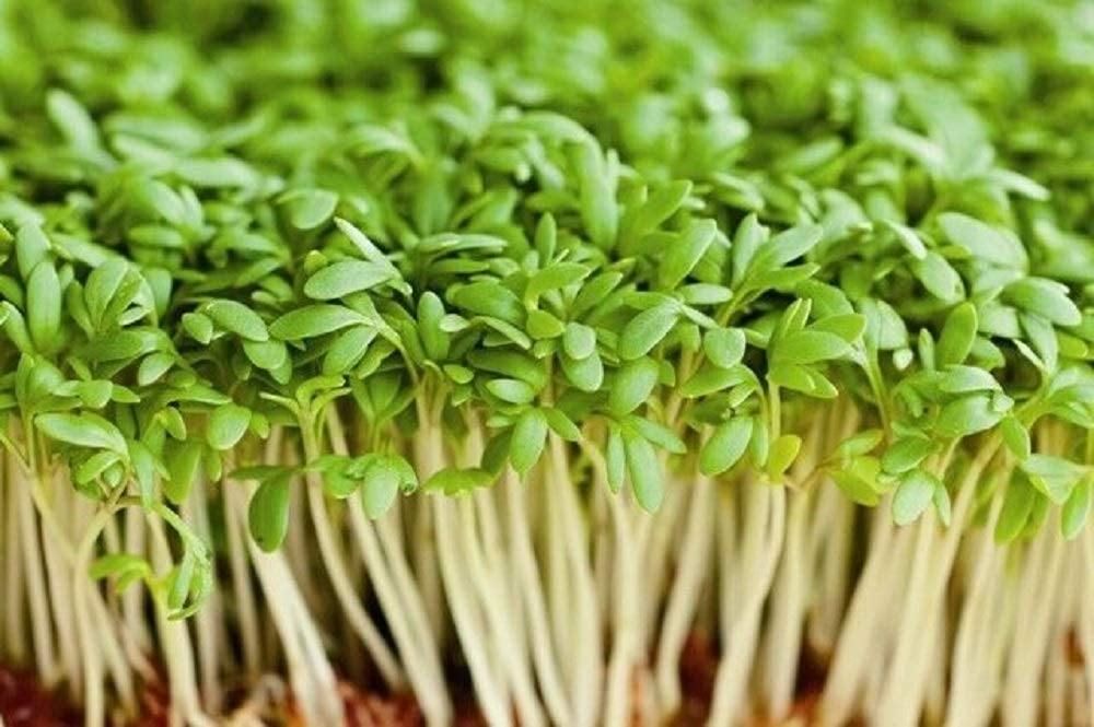 Cress MicroGreens
