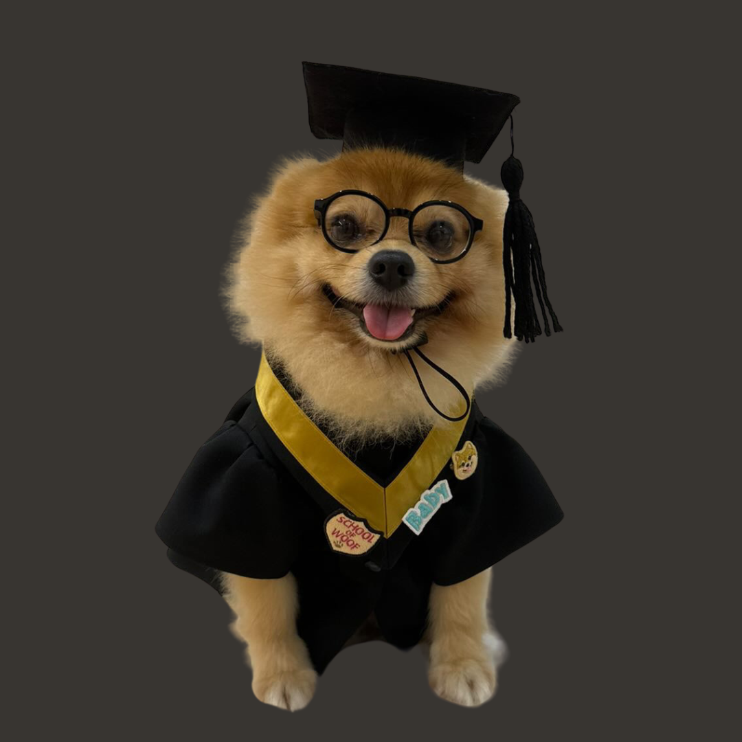 Tailor Made Pet Graduation Gown