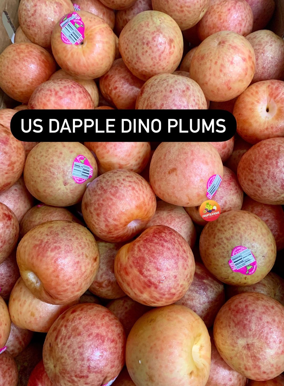 US DAPPLE DINO PLUMS