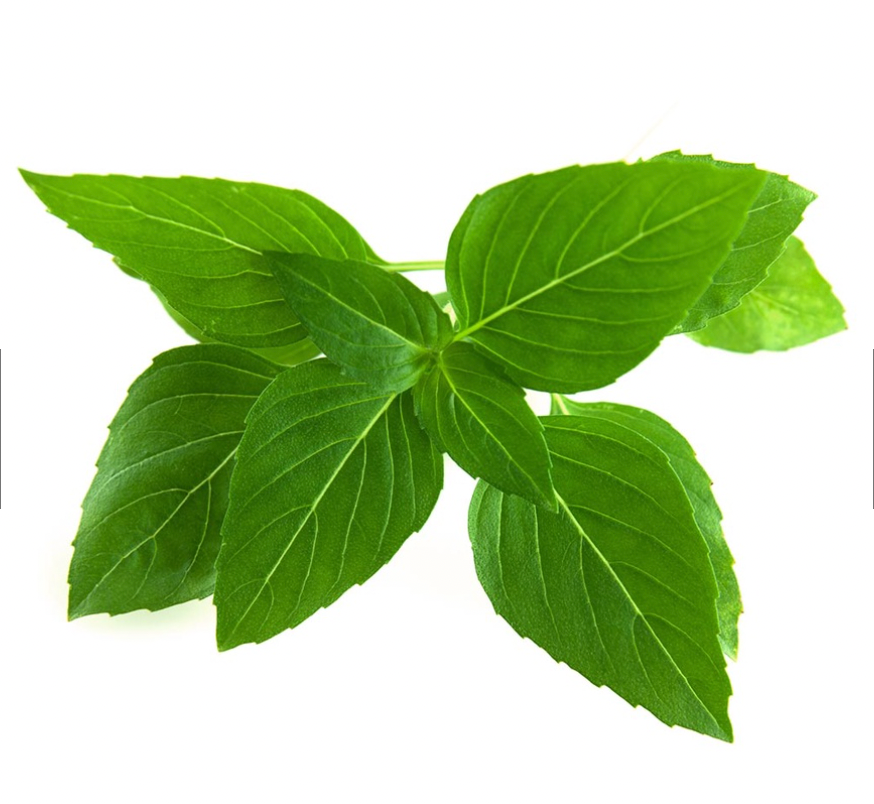 Thai/Malay Basil leaves Packet 100g