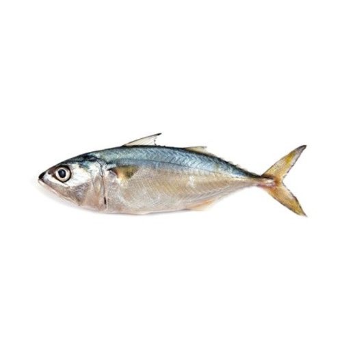 അയല Mackerel  (625-650g/kg)