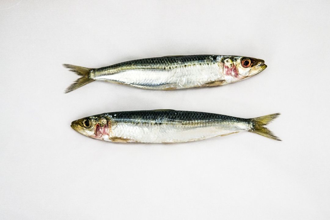 മത്തി Sardine  (500-525g/kg)