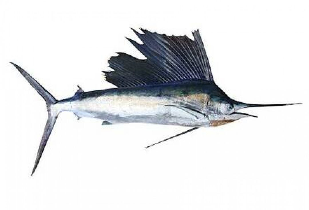 ഓലകൊടിയൻ sailfish  (625-675g/kg)