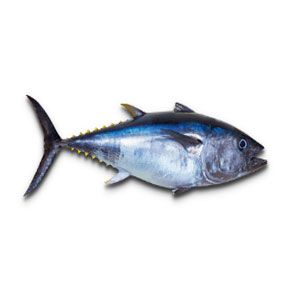 കേര tuna  (680-700g/kg)