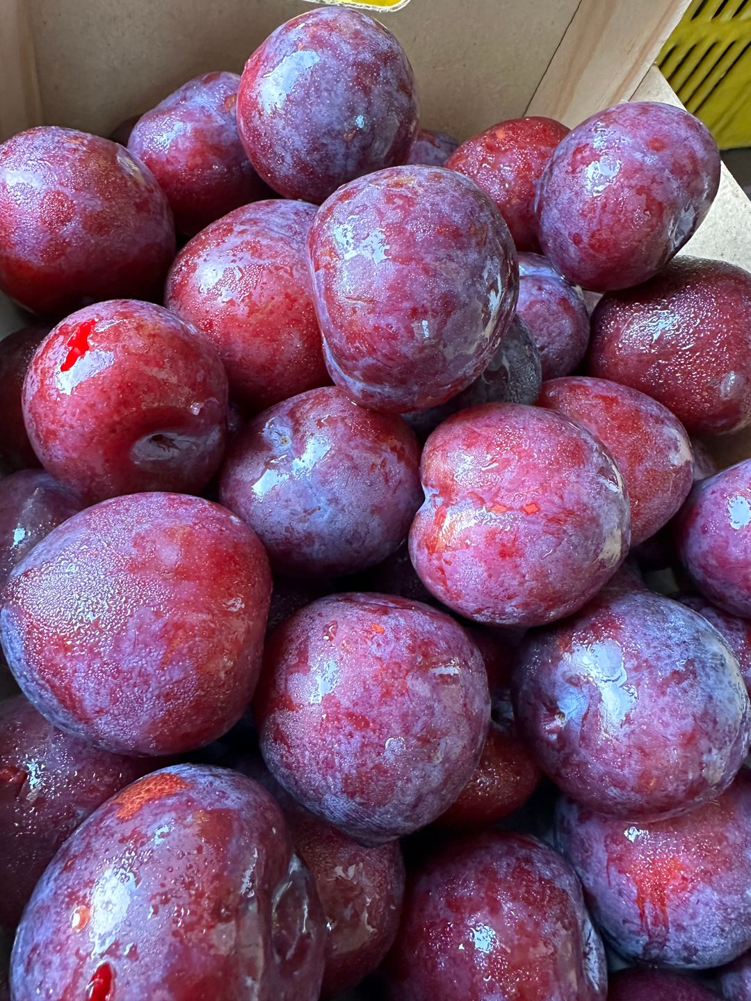 PLUM RED  (1kg)