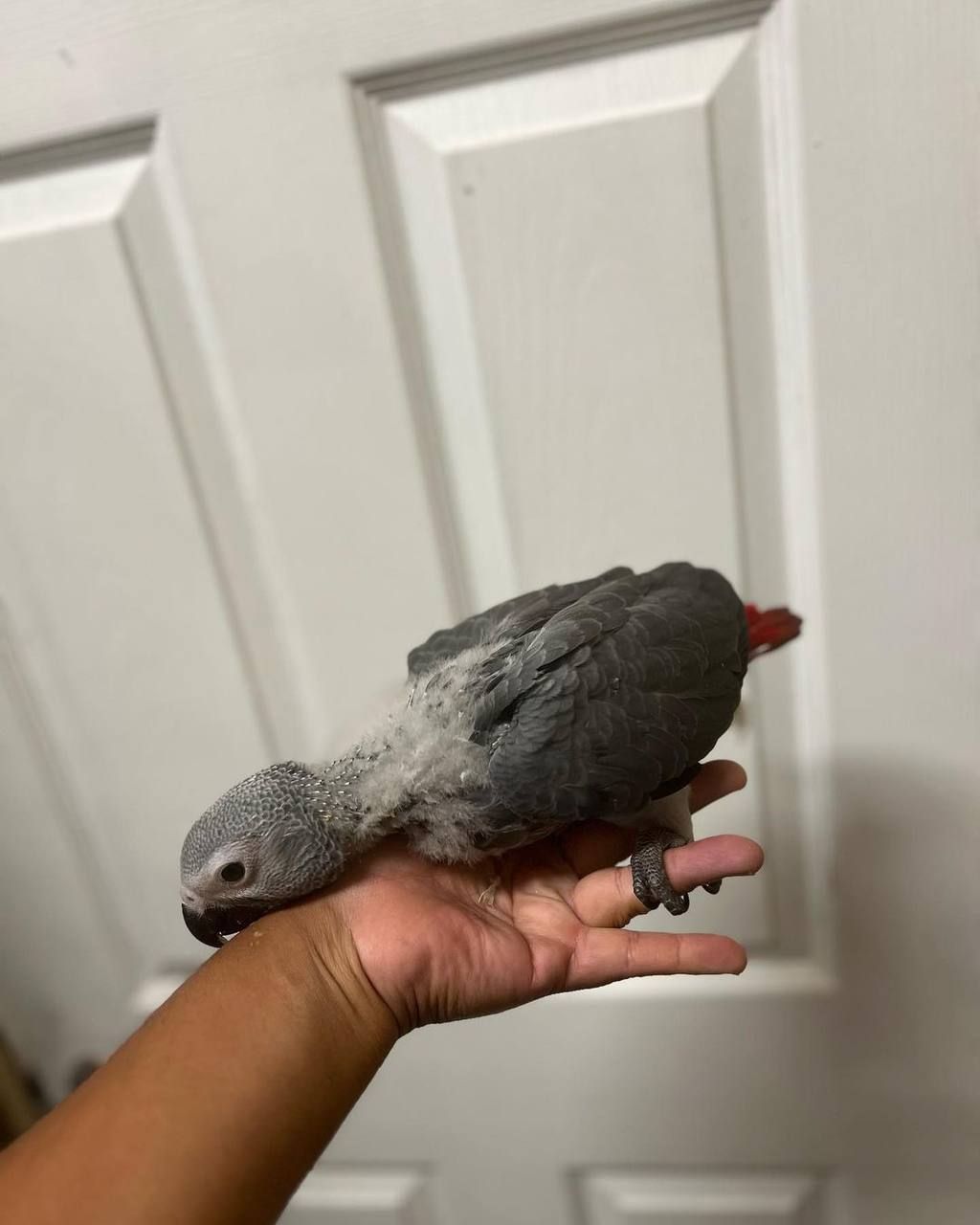 African Grey - Baby - 3 Months