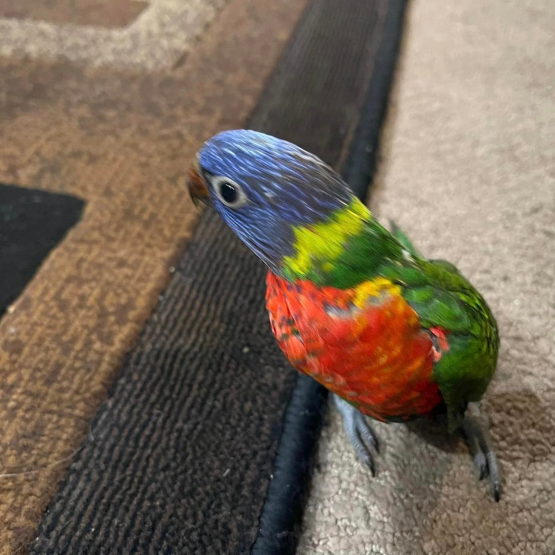 Rainbow Lorikeet - 4 Months - Tamed