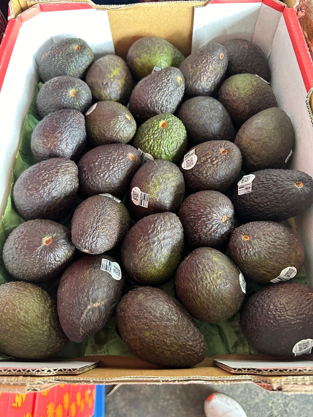 AVOCADO (AUST)30’s per ctn
