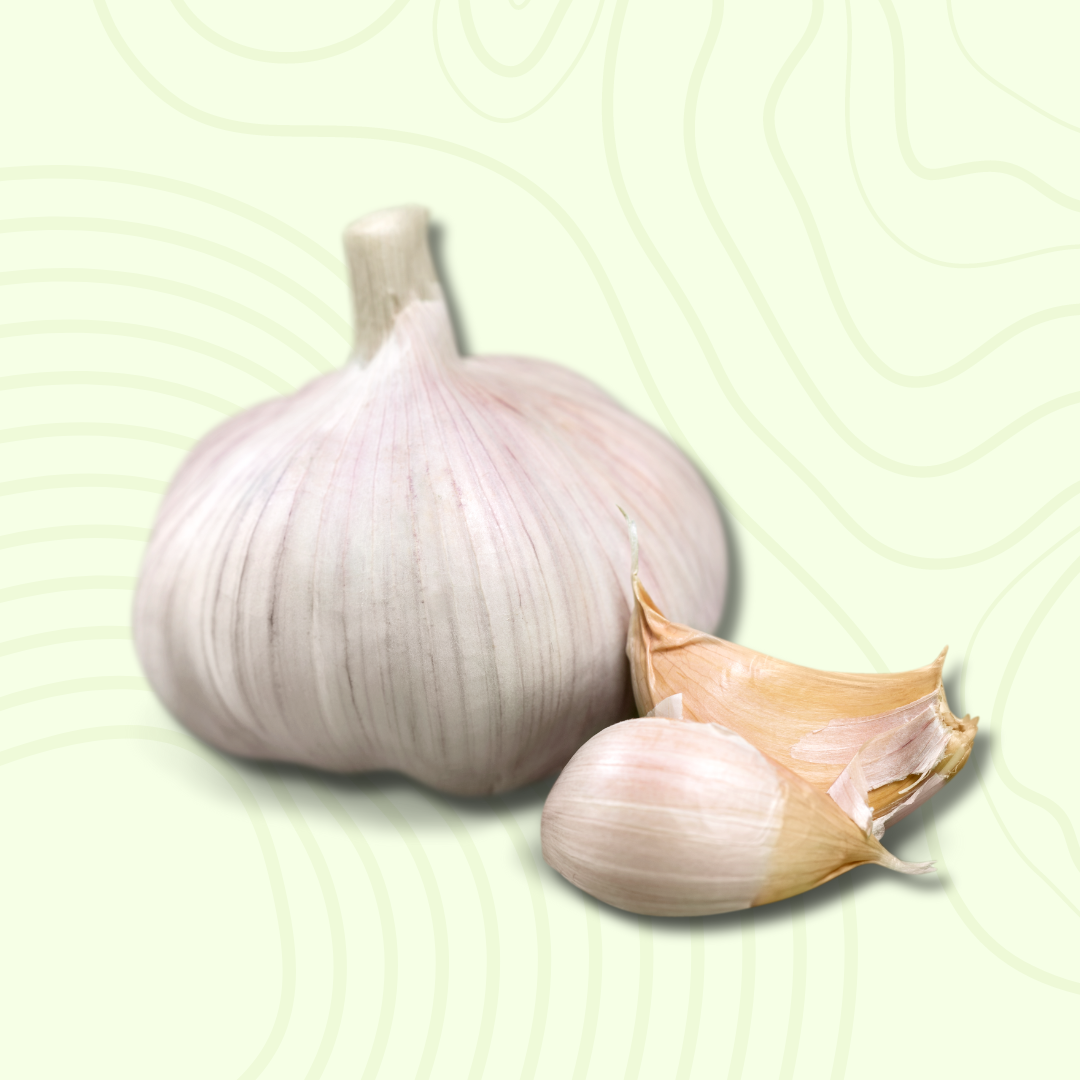 Garlic