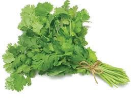 coriander