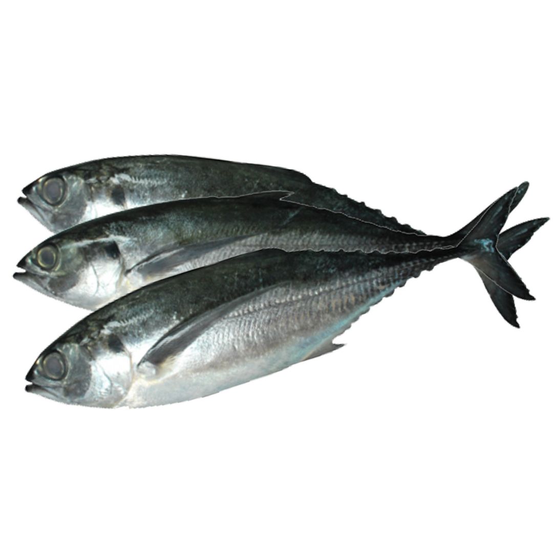 Ikan Cencaru