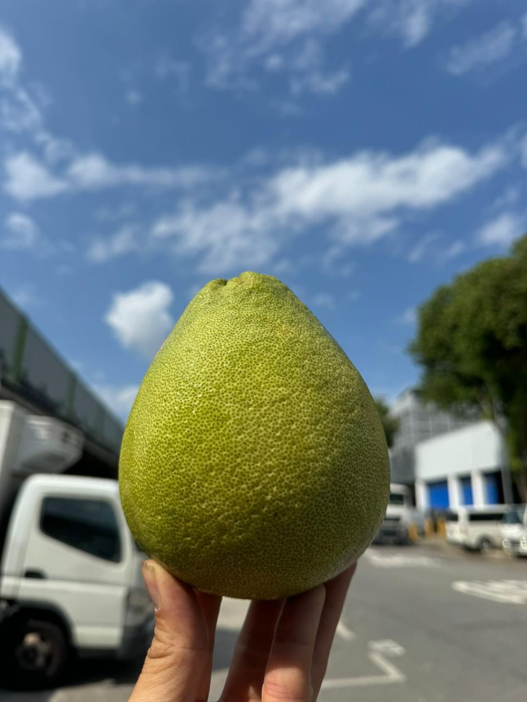 Taiwan Wendan Pomelo 