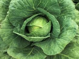 Cabbage