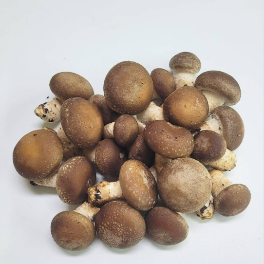 Meod Baby Shiitake (150g)-Baby香菇