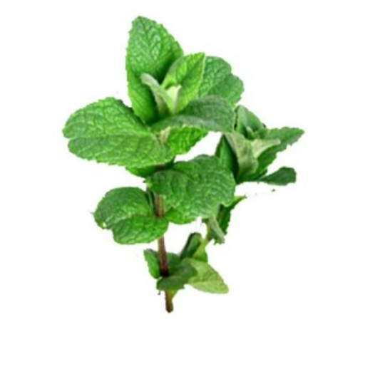 Organic Mint - 薄荷 - (20 g)