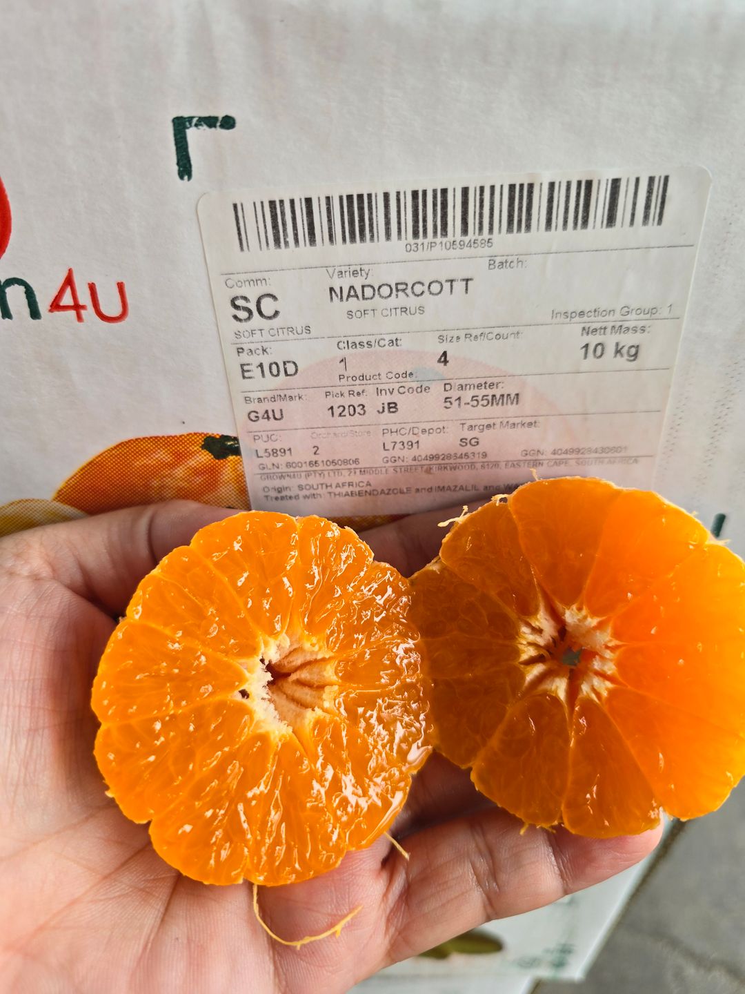 SA Nadorcott (1pkt)