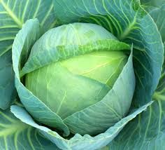 Chou / Cabbage