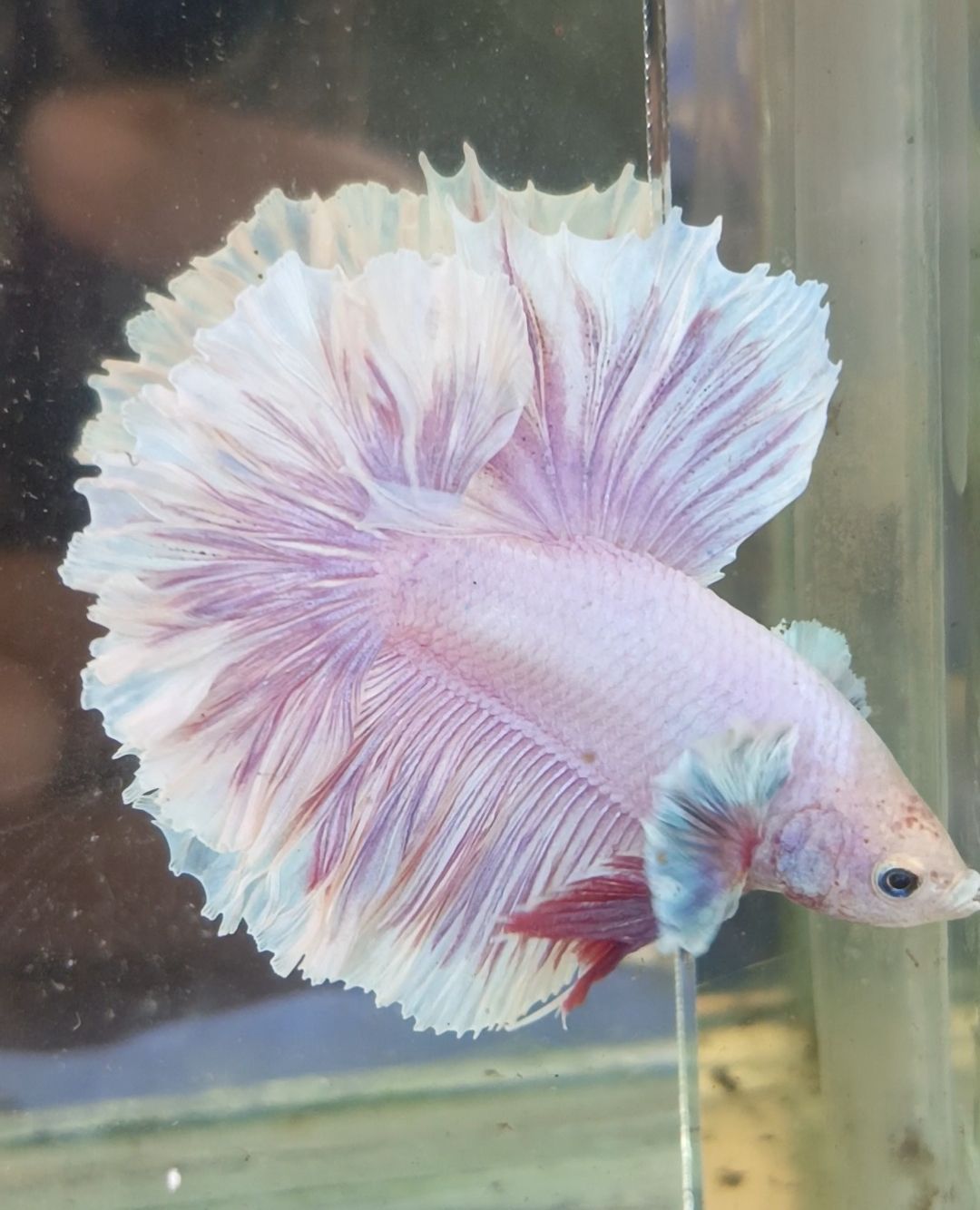 HALFMOON BETTA DUMBO EAR Feathertail Purple color