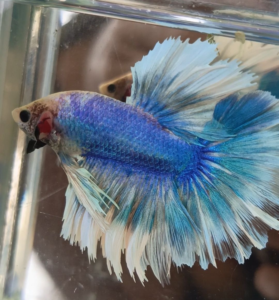 Halfmoon Betta Feathertail Blue sky color 