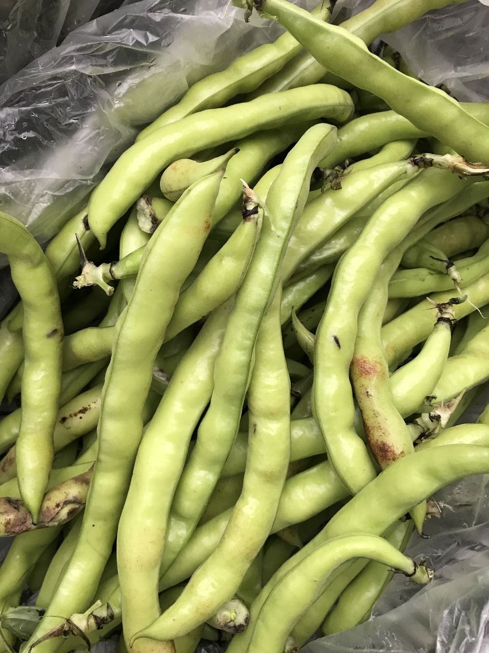 habas en vaina 1 kg