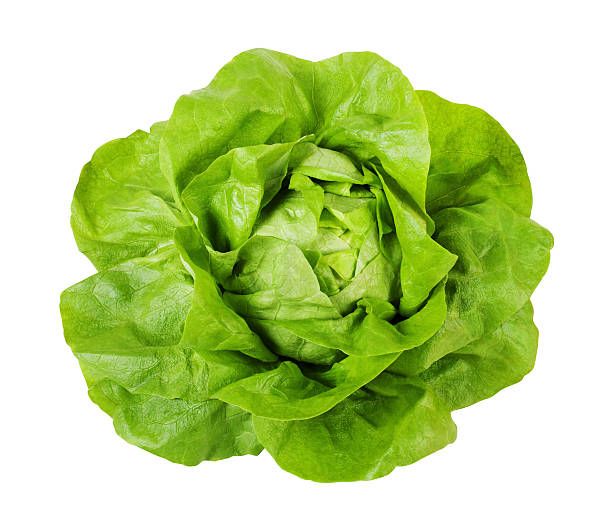 lechuga española