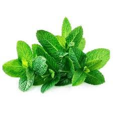 menta fresca 100 grs