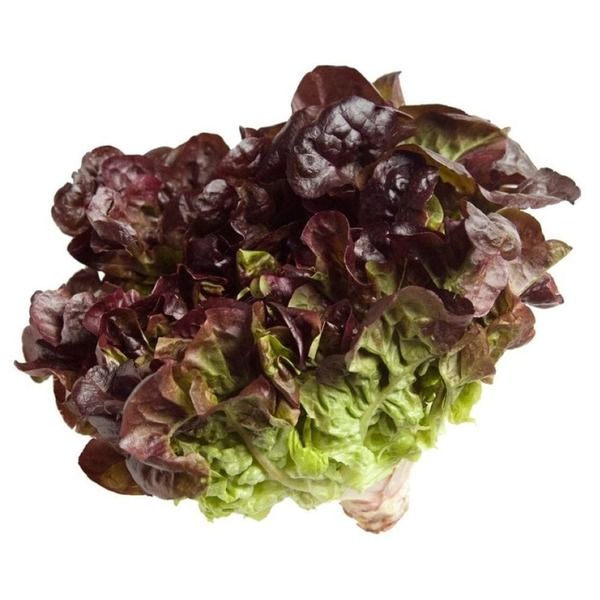 lechuga hidroponica morada 1 un