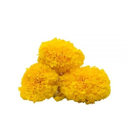 Yellow Marigold