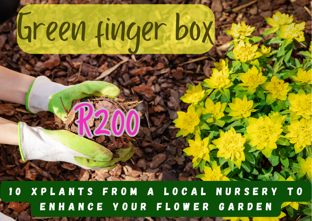 Green fingers box