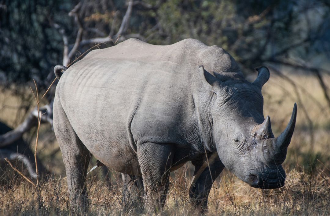 A Game Drive plus white Rhino short walk 