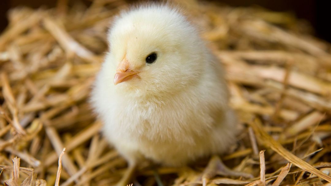 Day Old Chicks single (price per 100 chicks)