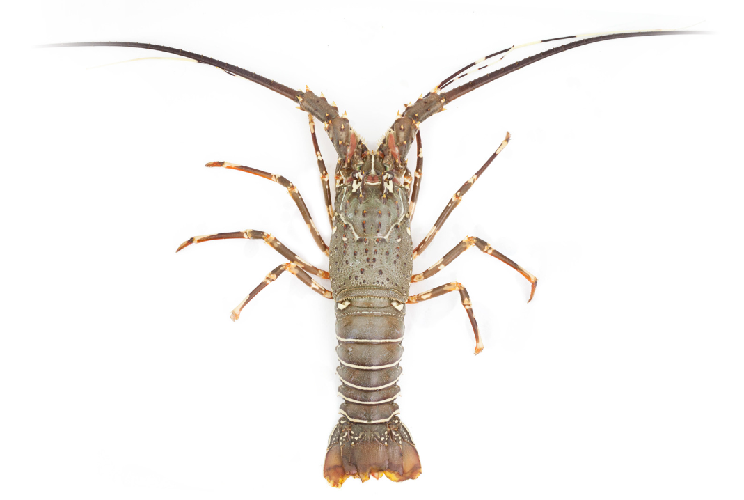 Australian Lobster (per kg)