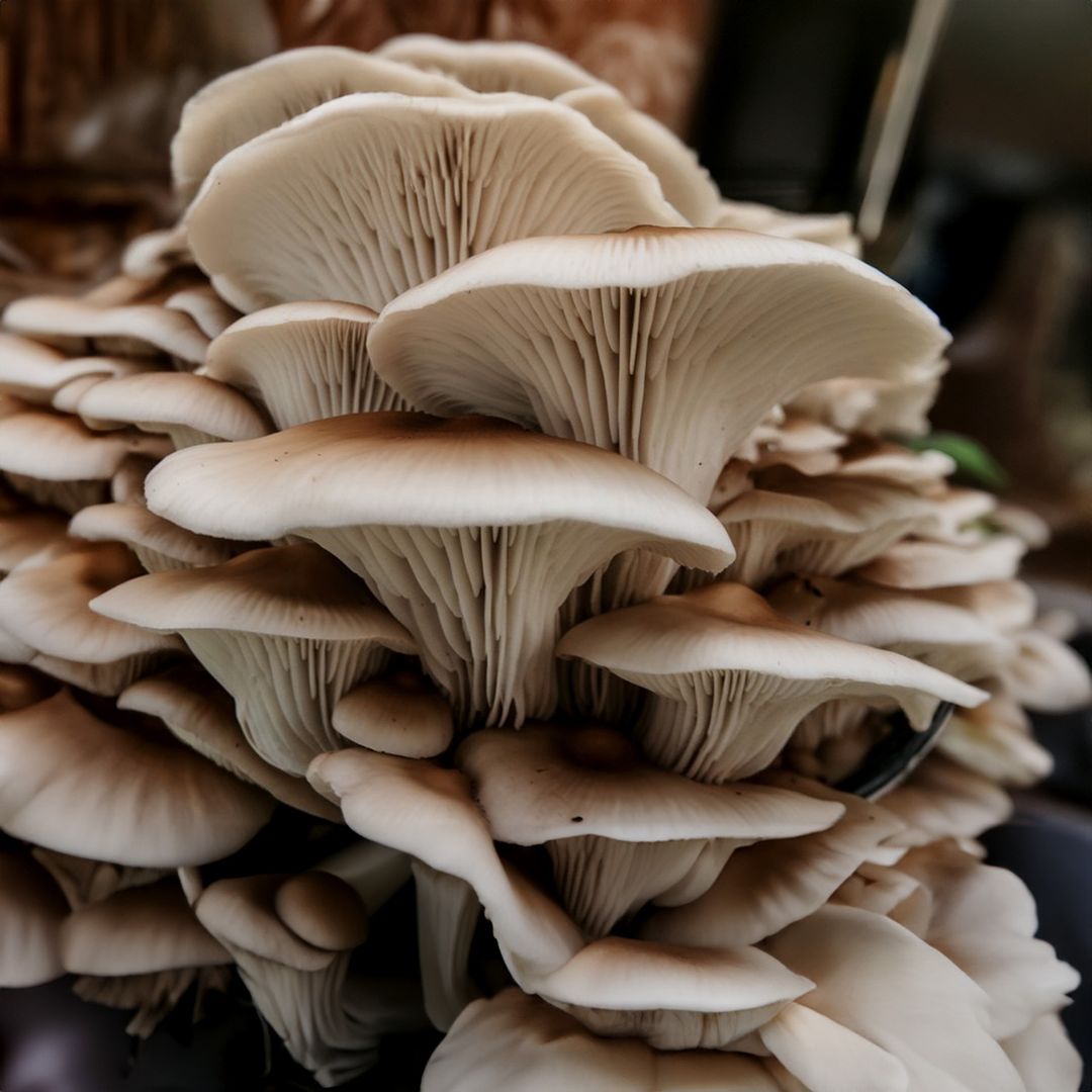 Oyster Mushrooms