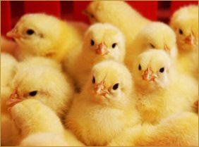 Day Old Chicks stock (price per 1000 chicks)