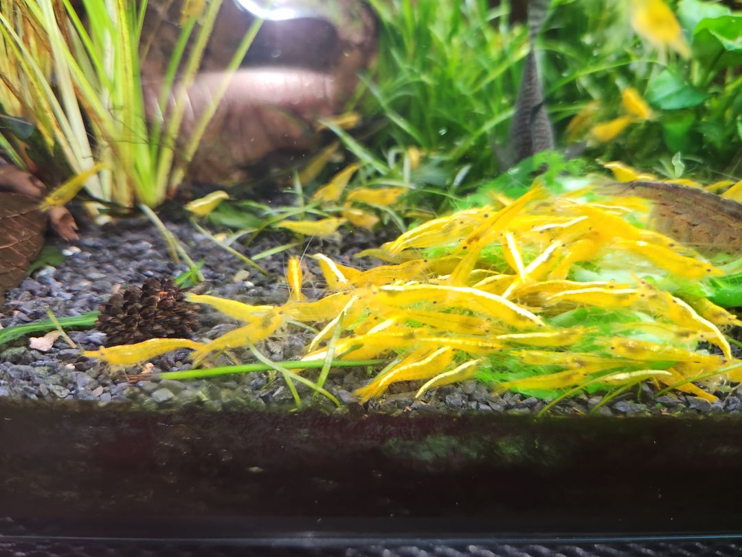 24K/Golden Yellow Shrimp