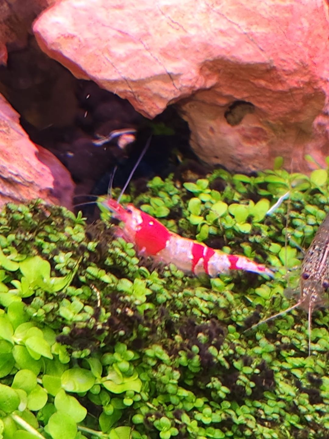 Crystal Red Shrimp