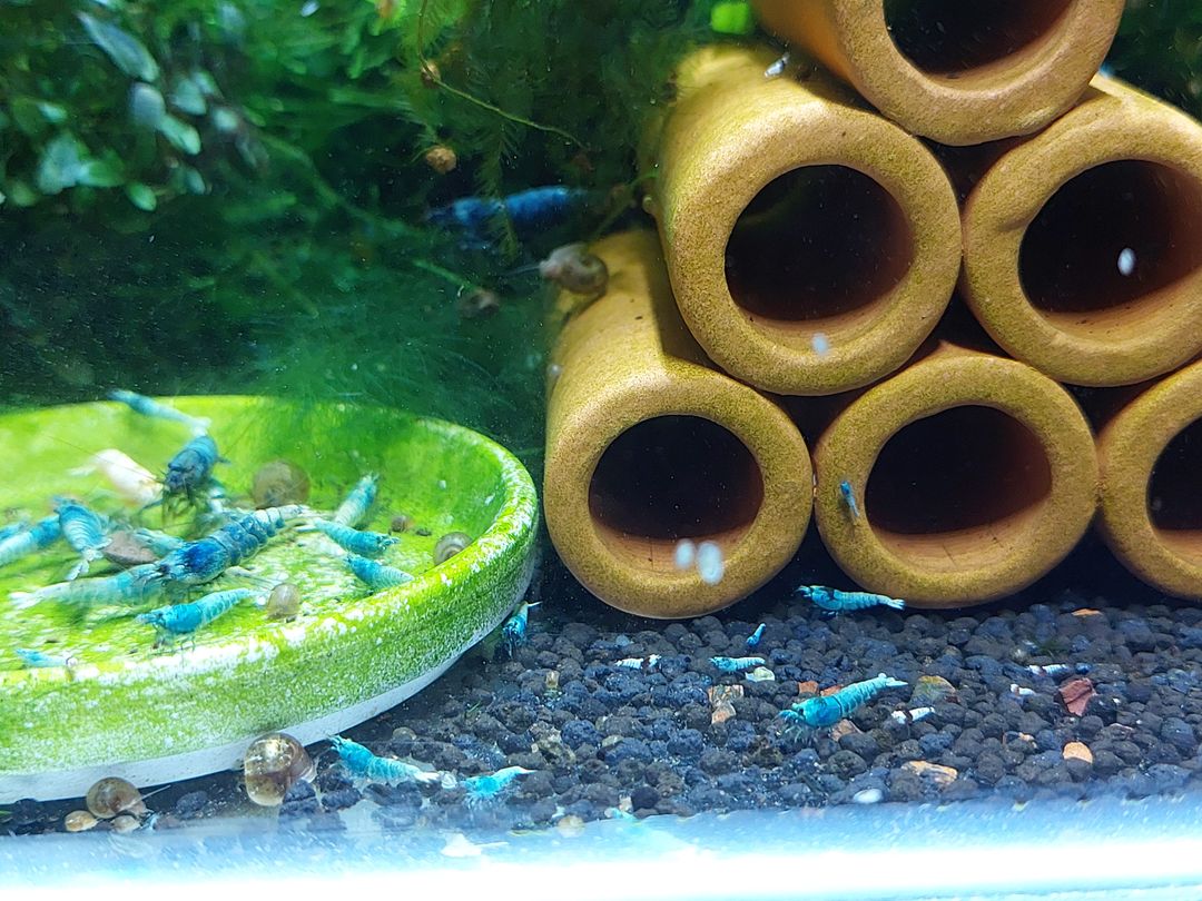 Blue bolt shrimp